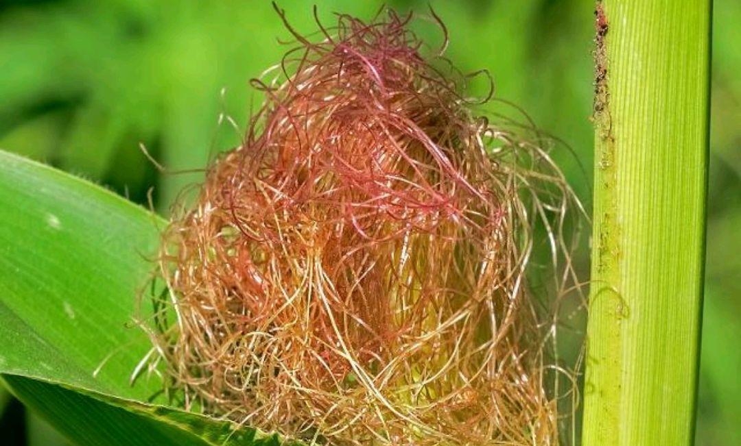 无湿一身轻！平常多吃4种食物，泡脚水里加3物，有助排除湿气