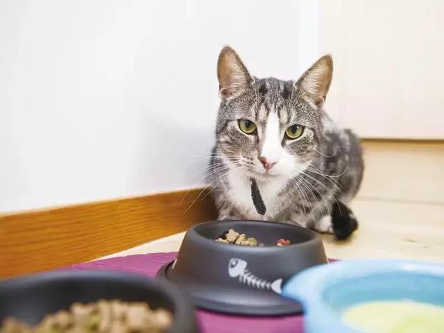 你真的知道怎么喂猫吗？怎样喂猫更健康？