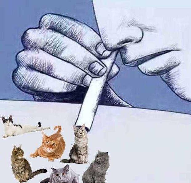 高中生染上猫瘾! 每天放学都要狂吸15秒, 看表情就知道戒不掉了