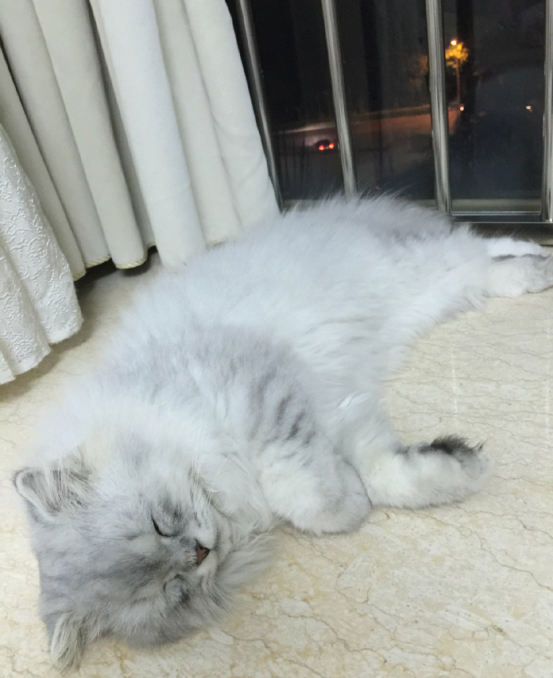 想知道猫咪爱不爱你，看它的睡姿就知道，信任你的姿势是这个