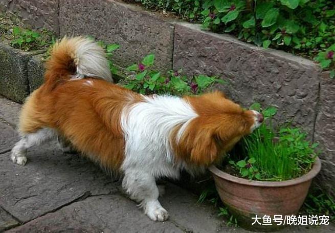 三种蔬菜不能给狗狗吃，非但没营养，可能会要了它们的命！