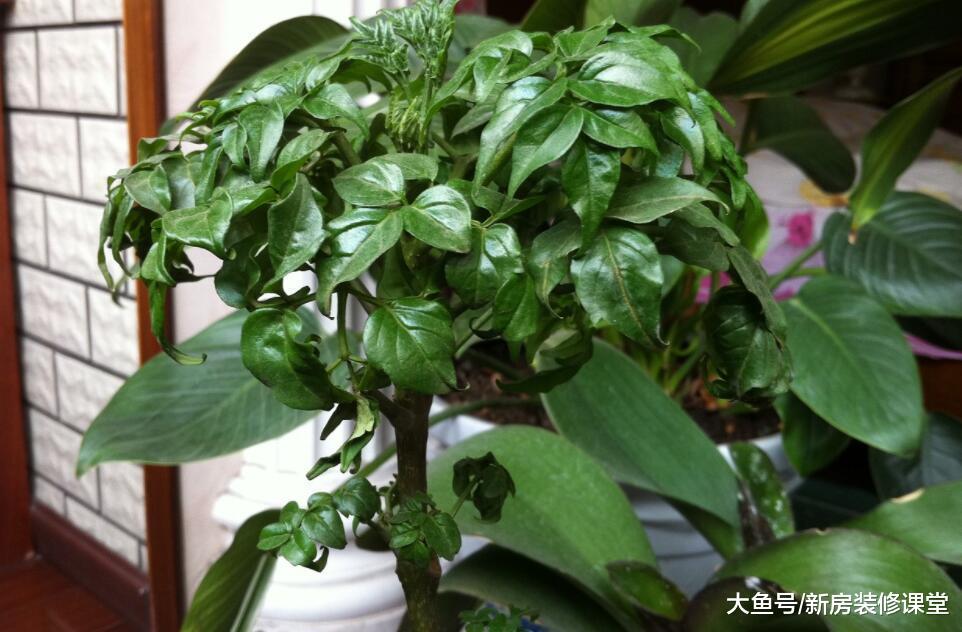 這樣做讓衛生間美觀又別致，遠離異味困擾，真的很簡單！