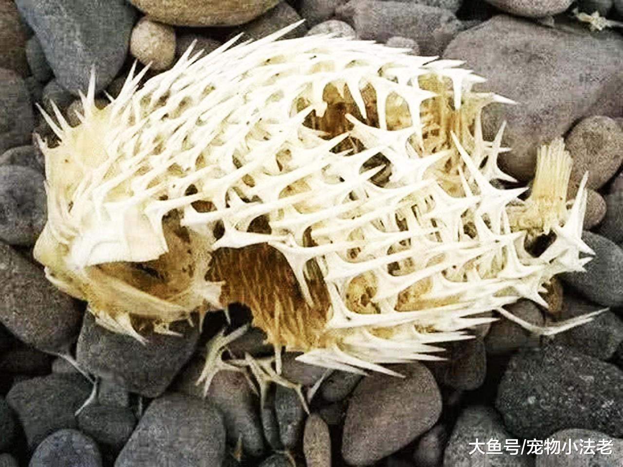 3种最萌生物，看到它们骨架后，你还能认出它们，还会觉得萌吗？