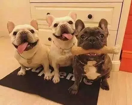 男生的撩妹神器：女生最喜欢的五种狗狗