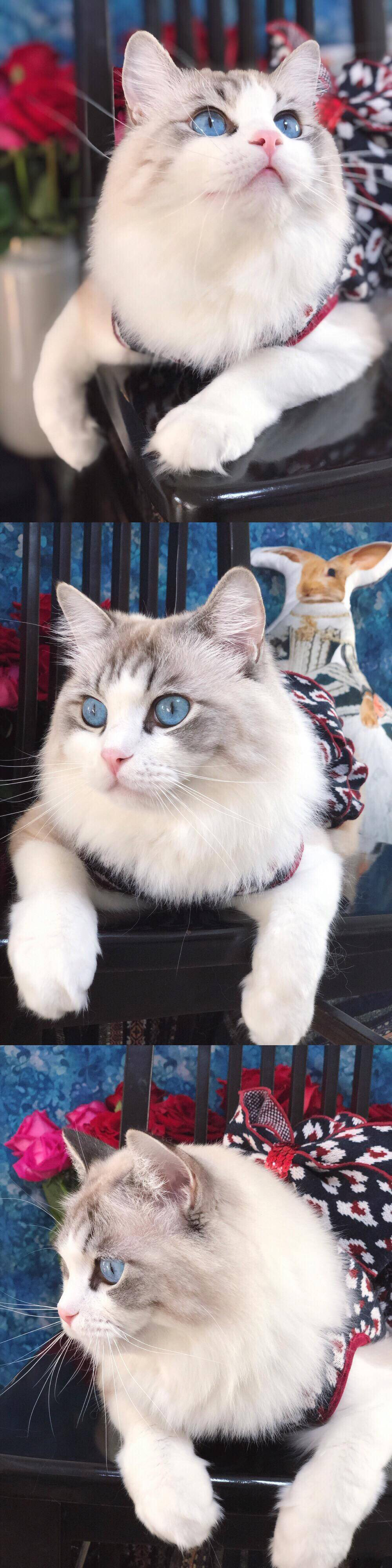 布偶猫见多了，但是这个颜值的你见过吗？太惊艳了，好想抱走……