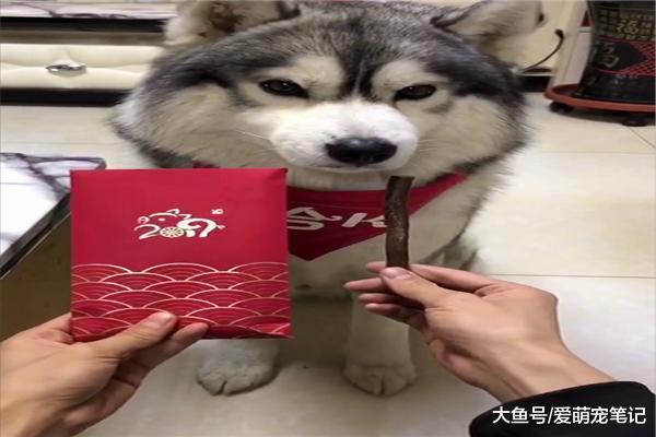 網友拿出肉條和紅包，二哈選肉條后看到拆封的紅包，感覺被套路了