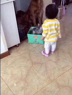 小主人和猫咪玩耍时，看到金毛不高兴赶紧上前拥抱，画面好有爱啊