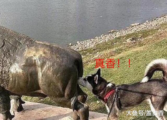 哈士奇天生放荡不羁爱自由，没人敢把它独自放在家中，网友：不敢养！