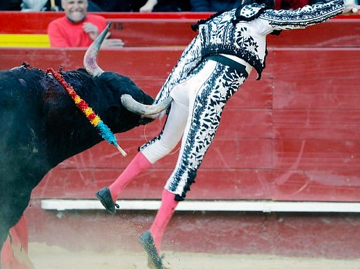 斗狗伤残导致流血不止！2019，请斗狗消失