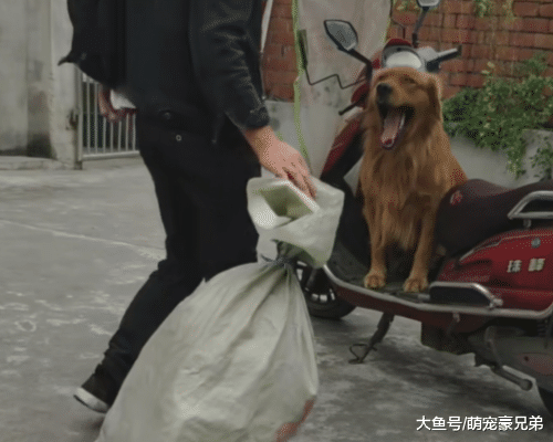 男子把东西放电车上准备出去，却被金毛拉下，狗：这是我的宝座