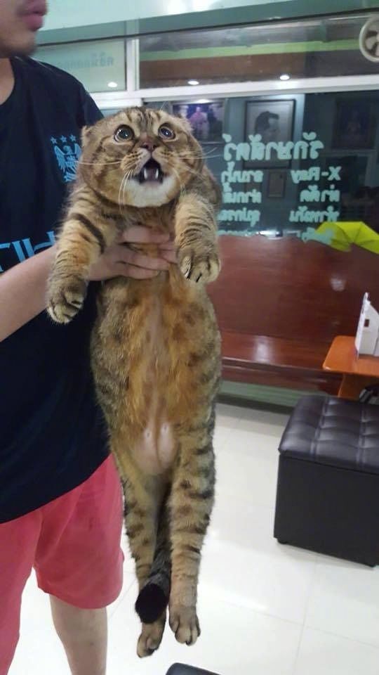 猫咪的暴力叫醒服务，看着都觉得疼