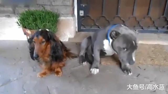 别看斗牛犬那么彪悍，犯错挨骂一样很娇羞