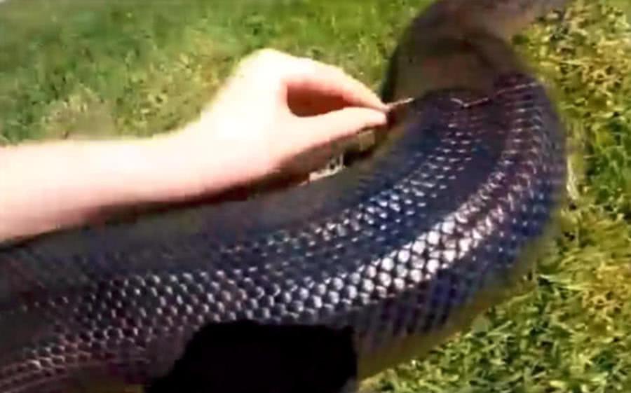 家養蟒蛇蛻皮，主人眼看很是心疼，緊接著的做法讓人汗毛直立