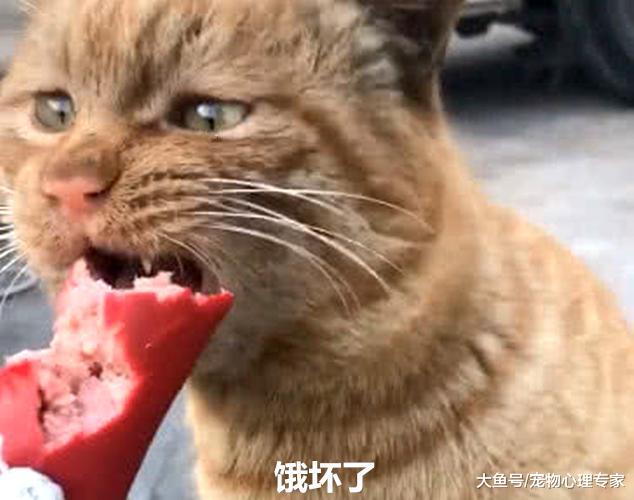 好心人喂流浪橘貓，不料貓咪的反應令她動容：慢慢吃別噎著