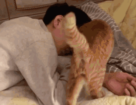 实名举报这只猫：年纪轻轻当小三，抢我对象！