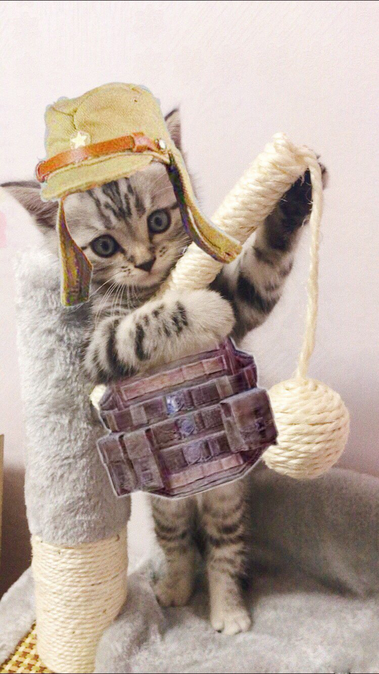 颜值逆天的软萌猫咪居然向猥琐大叔发展了！有图有证，笑喷了……