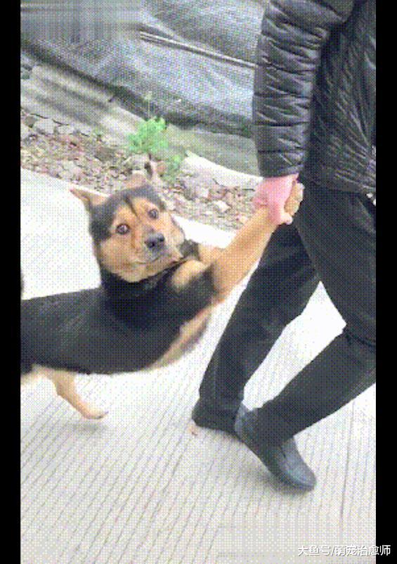 主人拉着犯错的狗狗回家, 它向路人投出委屈巴巴的眼神: 救我!