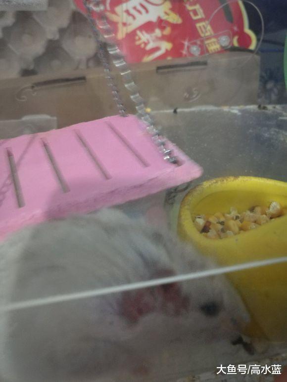 女孩将两只仓鼠放在一起培养感情，第二天早上她就后悔了