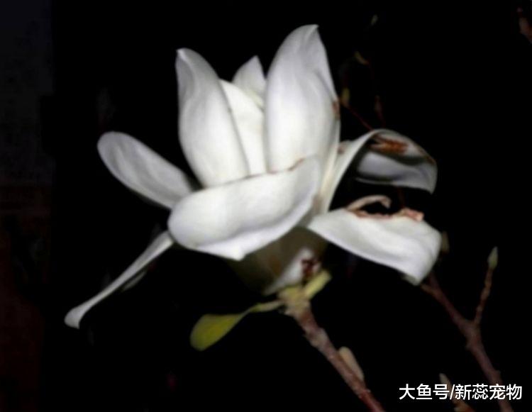 “不差钱”的三个生肖，脾气火爆却很旺夫，大富大贵连三代