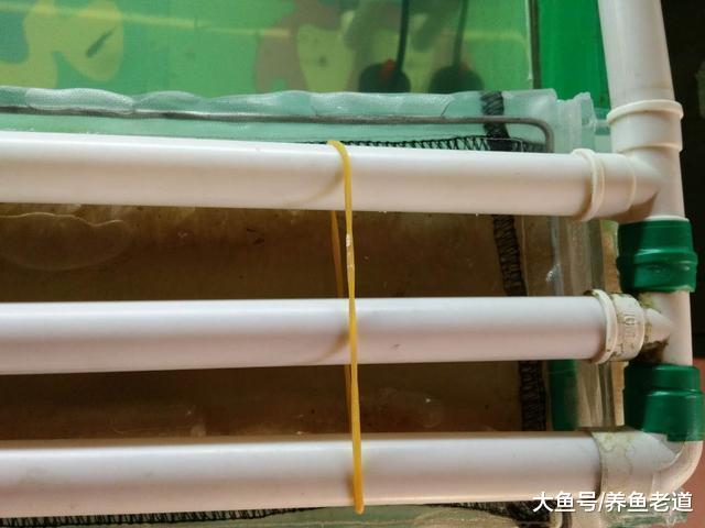 观赏鱼的状态很好，鱼缸水质浑浊的原因会出在哪里？