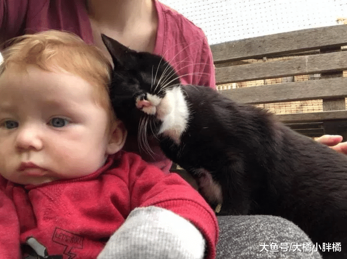 盲猫赶走毒蛇保护孩子，却意外让自己收获新家，它很喜欢亲吻家人