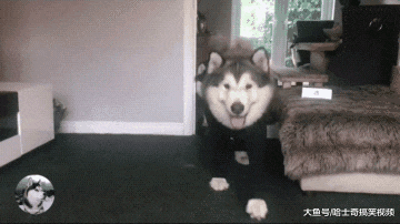 主人担心阿拉怕冷，给它穿上紧身“秋衣”，网友们也笑翻了