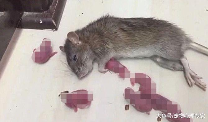 男子在角落放置老鼠药，隔天收拾时有事发生，一时间不知所措