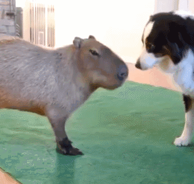 狗的社交能力有多强？看完它们的朋友，网友：在下服了！