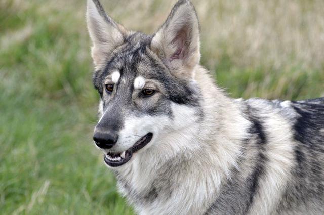 8种超像狼的狗狗，有些比哈士奇还像，一不小心吓到人