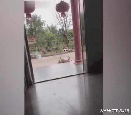 狗狗被扔到外面过夜，早上发现好像冻了，一水桶测真假！