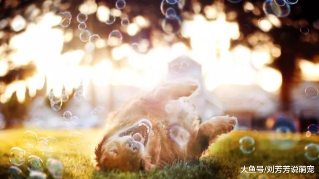 狗狗们都准备好了，就等着你带它们去春游了