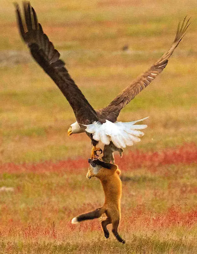 狐貍抓到一只美味野兔，結果還沒來及享用，下一秒的轉折讓它崩潰