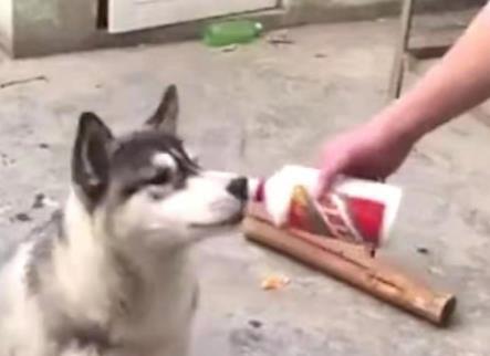 主人给二哈灌“茅台”，看到狗子喝醉的样子，网友：胆子更大了！