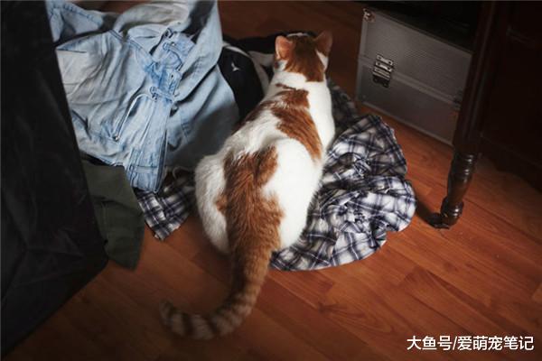 为什么人们会痴迷于养猫？不光是无法抗拒的可爱，更多的还是陪伴