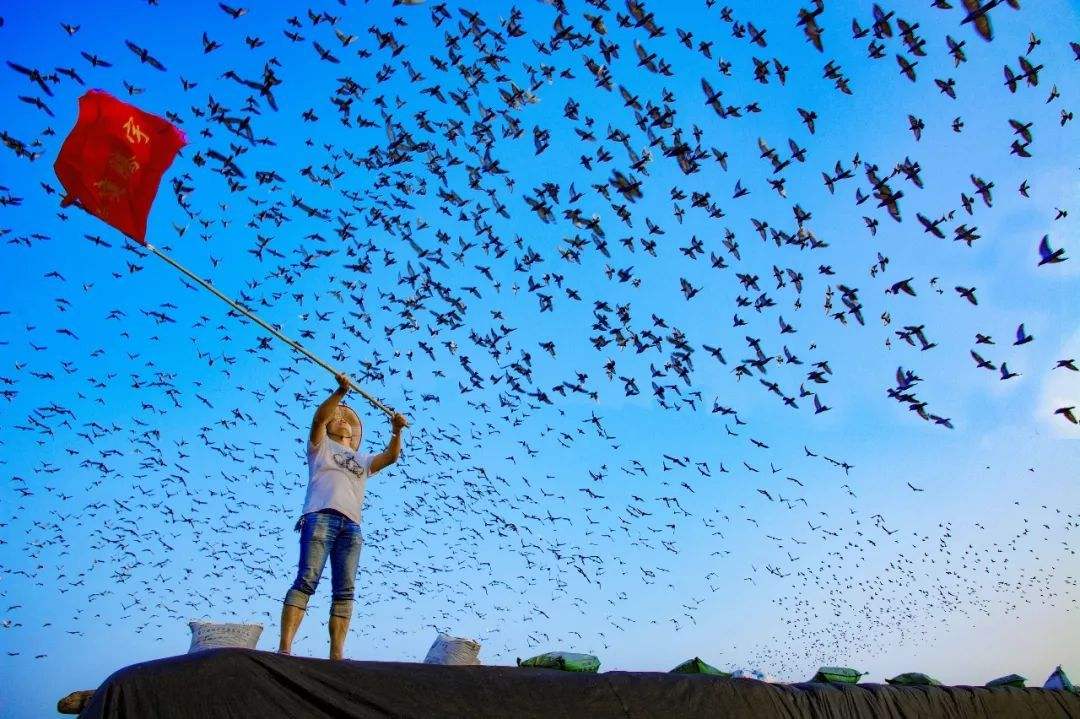 如何掌握训鸽的度