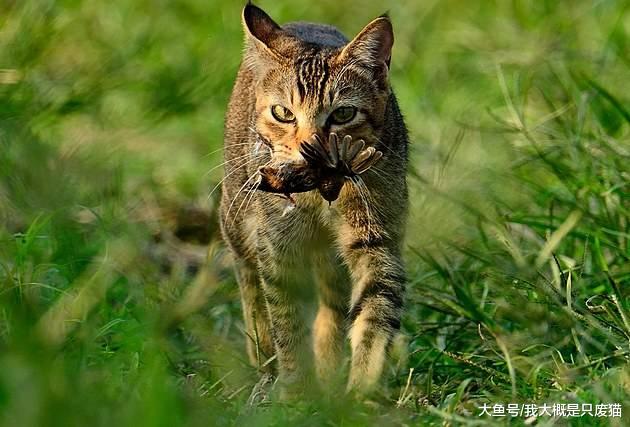 导致猫长时间睡眠的5大原因