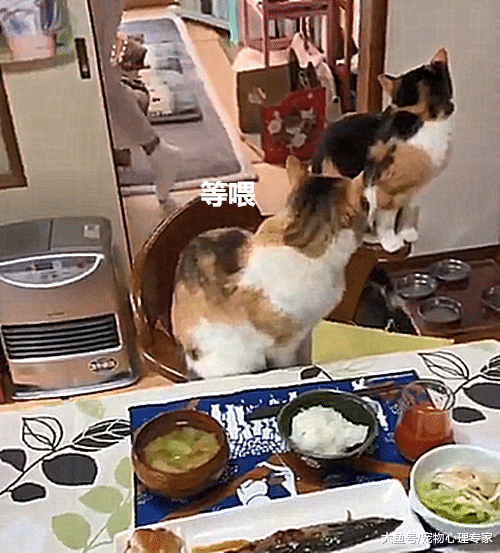 日本住持养猫走红，面前有秋刀鱼都不碰：都是佛法熏陶的好