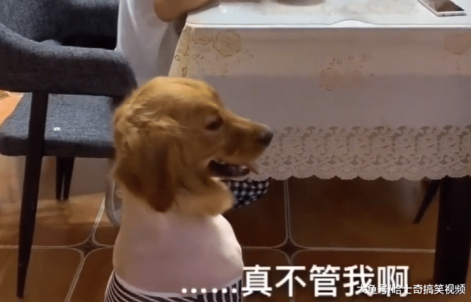 主人吃饭不管金毛，它以拆家回应，面壁思过的表情太逗了