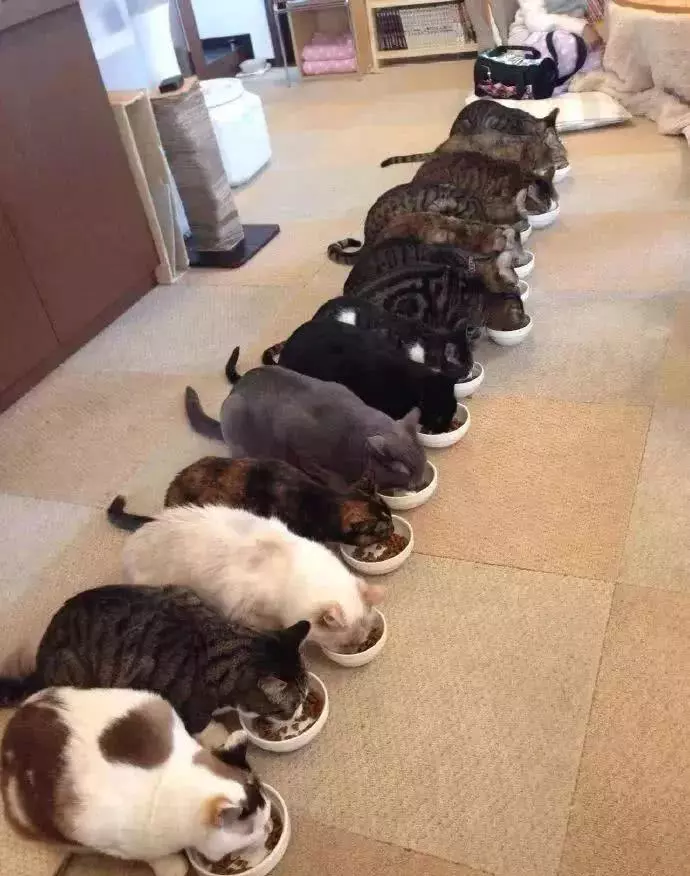 传说中的养猫大户人家, 一般人不敢想象...