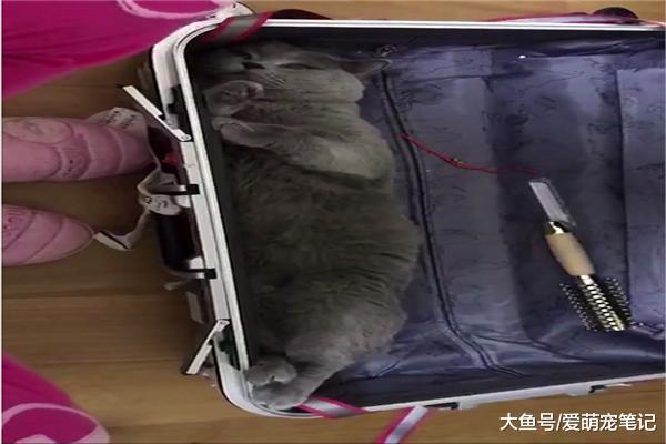 网友要出差, 英短蓝猫赶紧躺在行李箱里, 猫: 刚好塞的下, 带我走