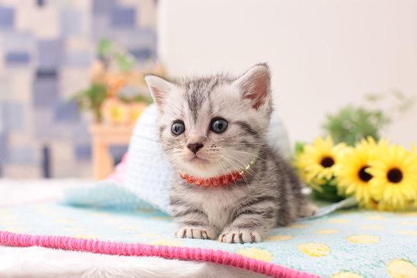 幼猫得了猫癣怎么治疗？幼猫长猫癣用什么药？