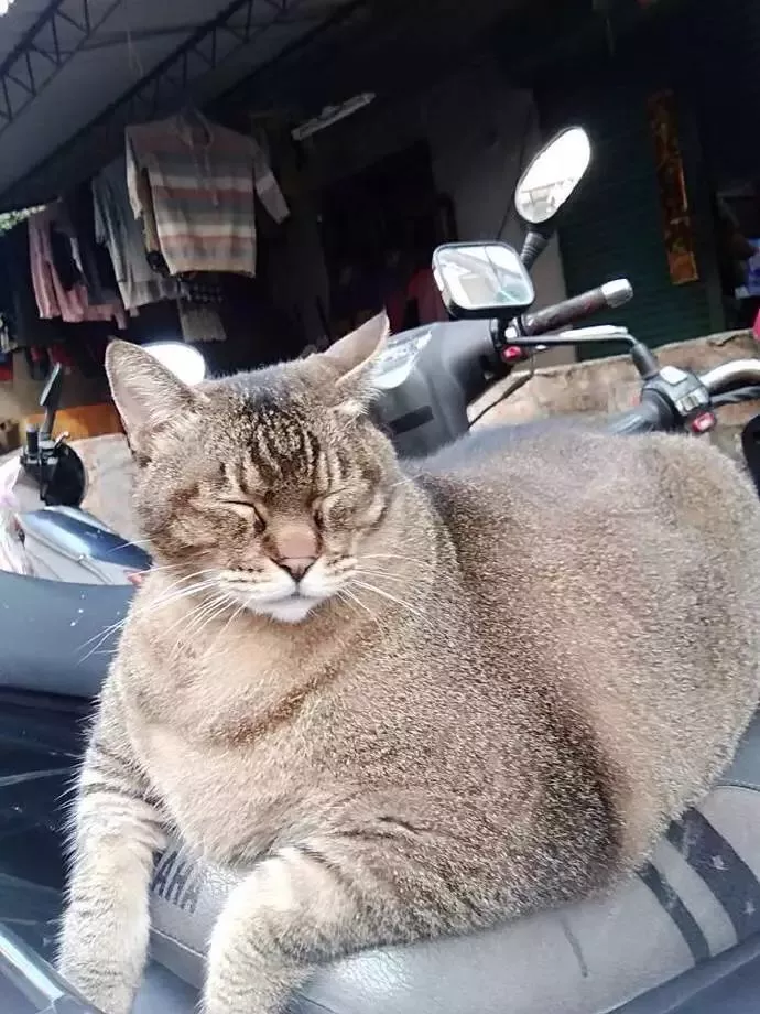 转身出来车就被猫强占了，最可怕的是，这是什么巨型猫咪？