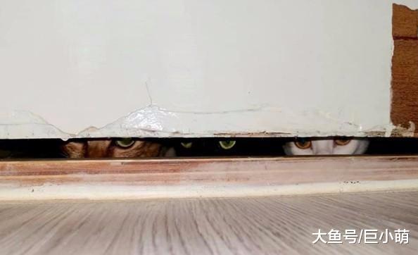 主人在开罐头，猫咪们就忍不住了，门缝里面出现三对猫眼监视主人