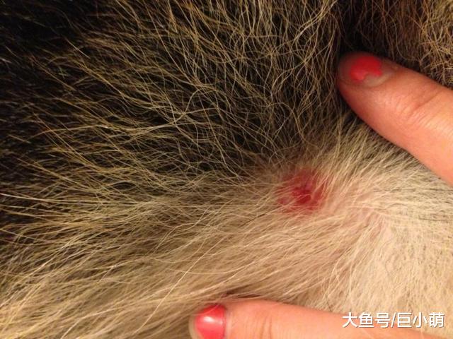 狗狗身上有蜱虫？你要担心它会不会患上莱姆病，莱姆病的5个迹象