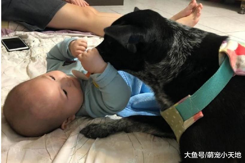 汪鉆棉被出不來哭哭臉嗚嗚求救，飼主嘆：被子不知換幾件了