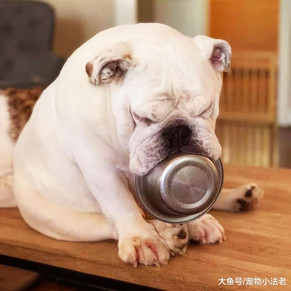 狗狗时刻叼着“铁饭碗”，连上厕所也一样，还喜欢在别狗面前炫耀