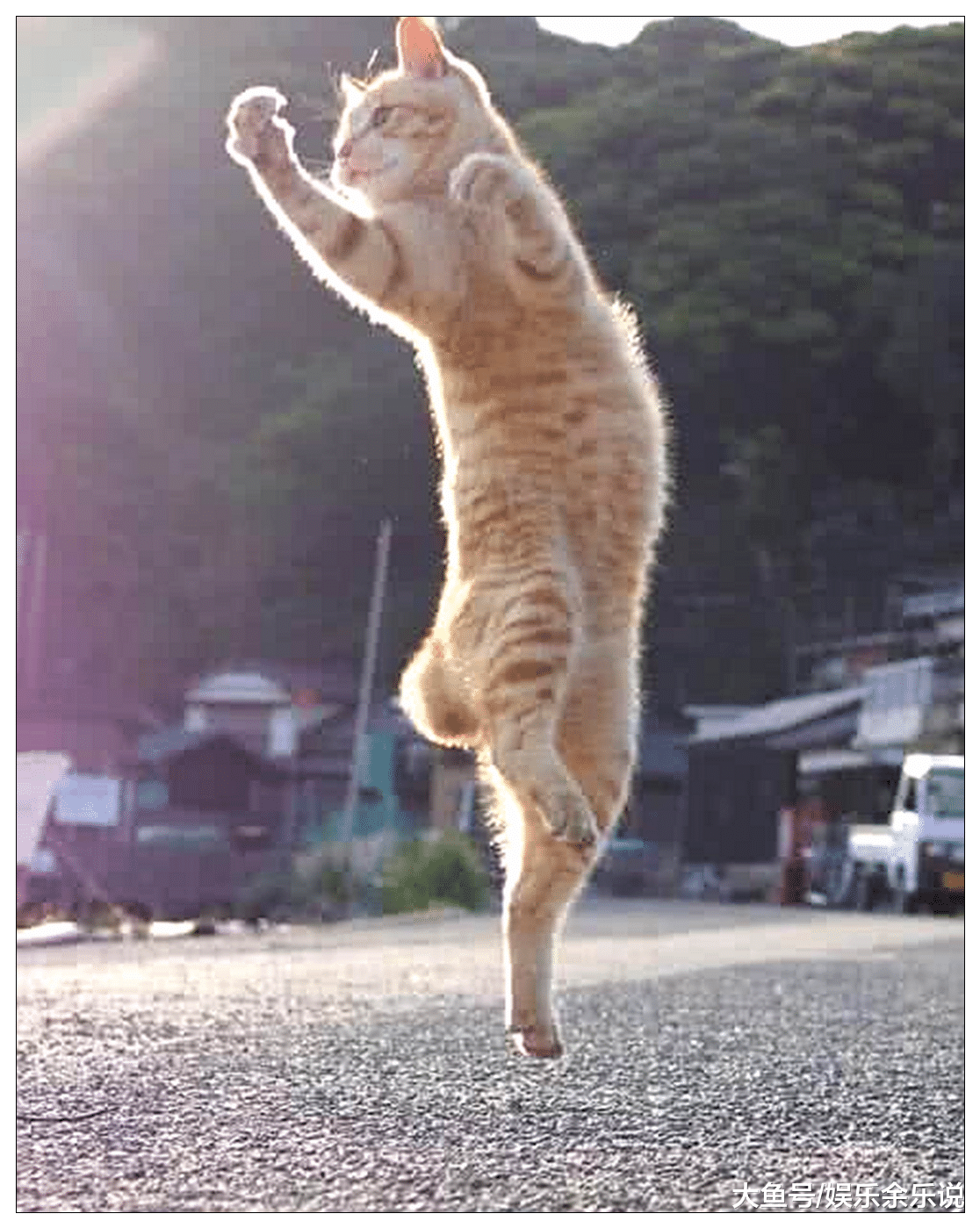 橘猫天天在公园看爷爷打太极，半年后，这两货统治了整个“喵界”