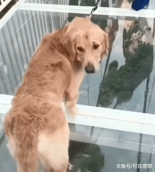 主人带狗子走玻璃桥，吓得狗子腿都软了，铲屎官不厚道的笑了