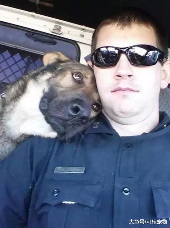 谁说警犬都非常严肃？这只警犬上班时间卖萌，谁还不是个宝宝咋地