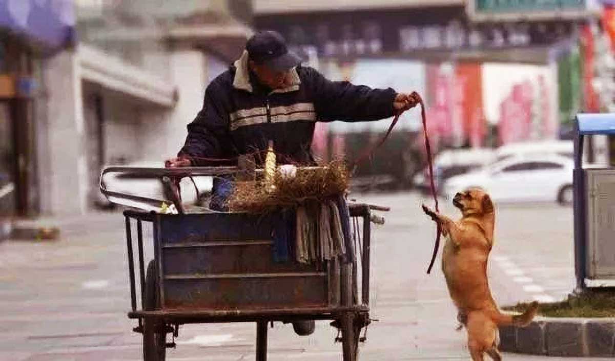 老人将自己的饭，给流浪狗吃了一半，随后它的举动，让老人泪奔！